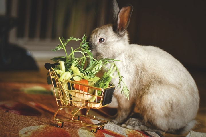 vegetable salad for rabbit