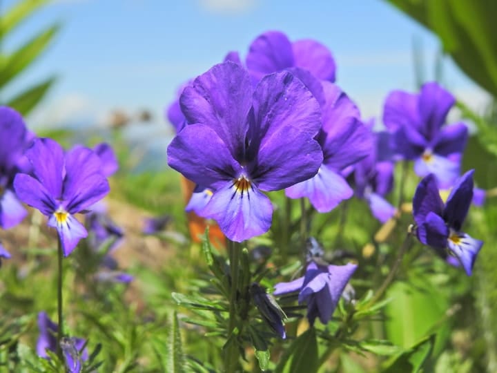 viola declinata shade perennial plant