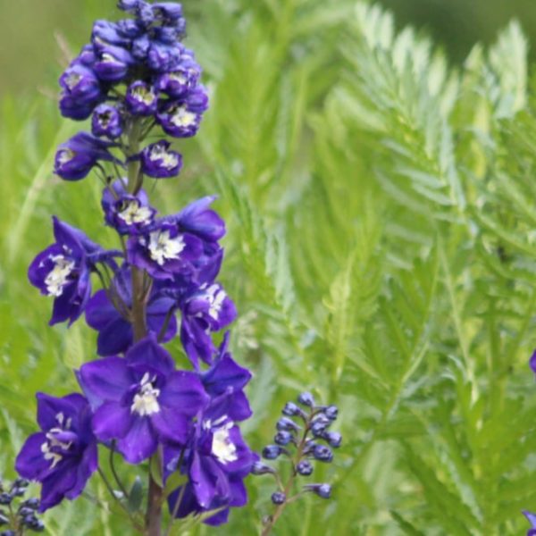 violet delphinium flowers