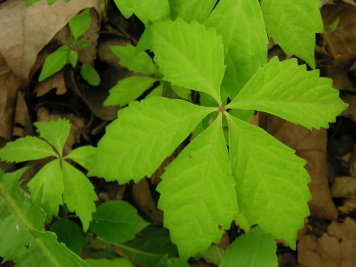 virginia creeper climbing shade plant