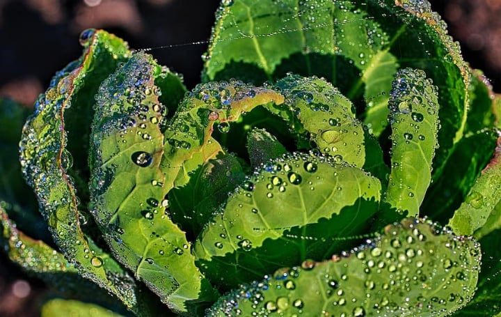 watering brussel sprout plants