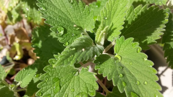 watering catnip