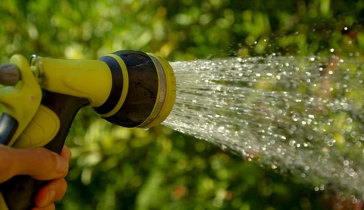 watering citronella plant