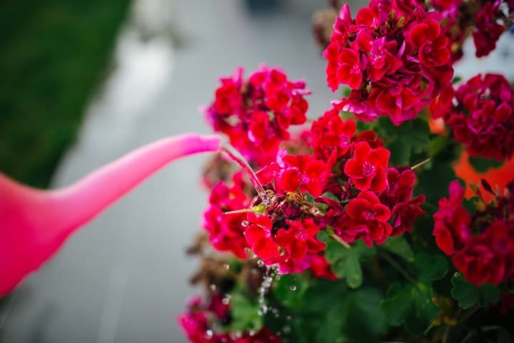 watering the geranium plant