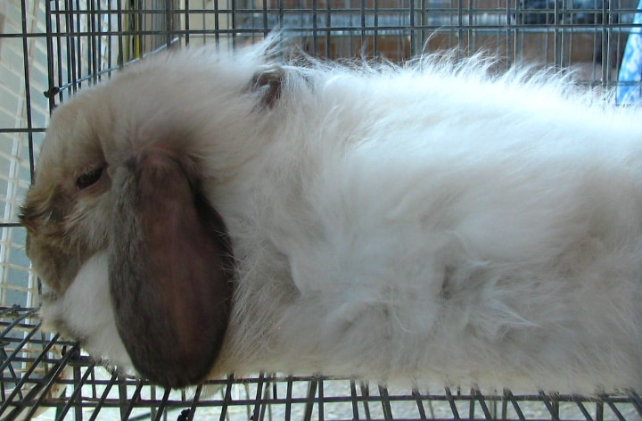 weak rabbit kept away from stronger bully rabbits