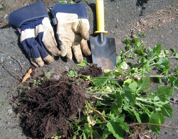 weeding out unwanted plants with a pair of gloves and a shovel
