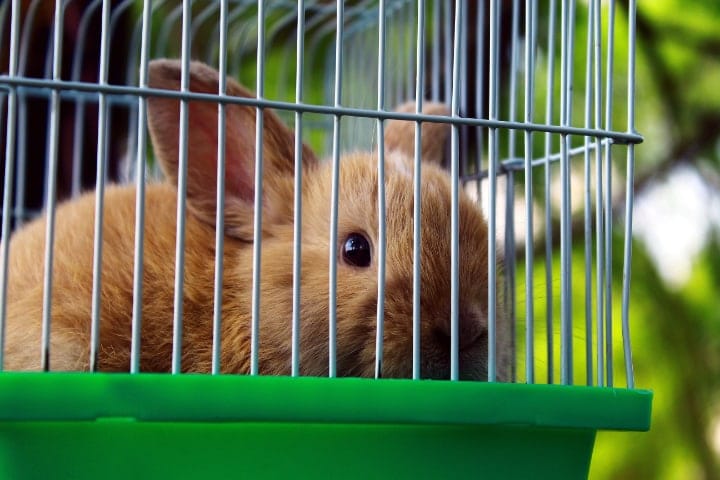 well ventilated rabbit cage location