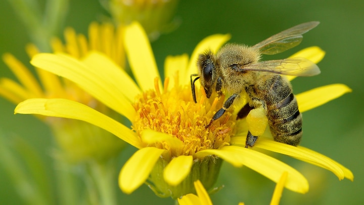 western honey bee apis mellifera