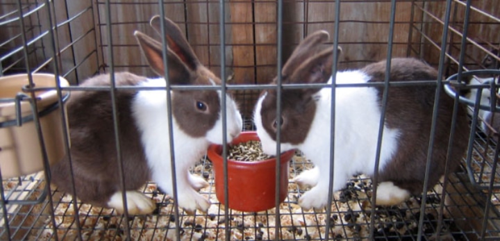 white brown bunnies in a mesh cage with poops collected underneath