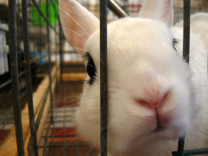 white rabbit in a cage