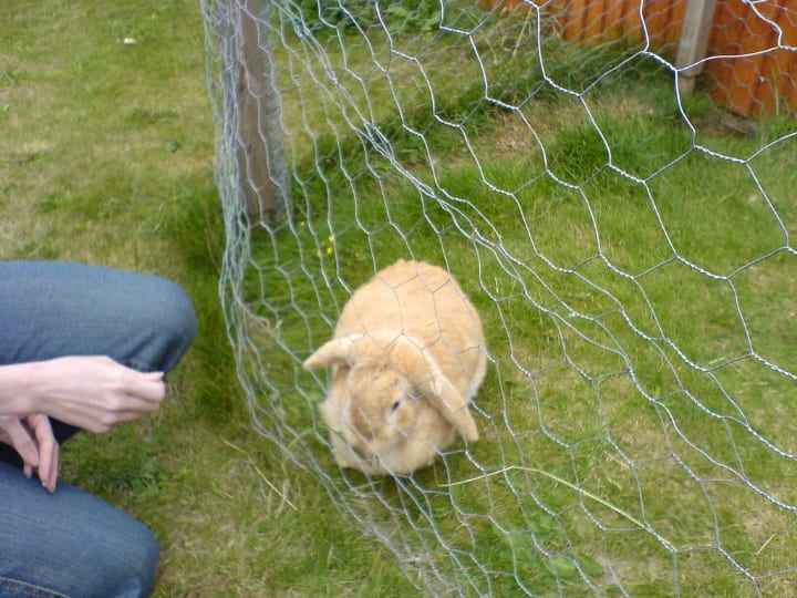 wire rabbit cage