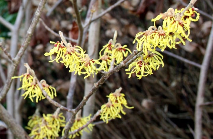 witch hazel shade loving plants