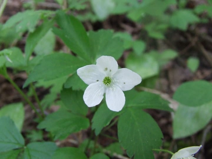 wood anemone dry shade plant