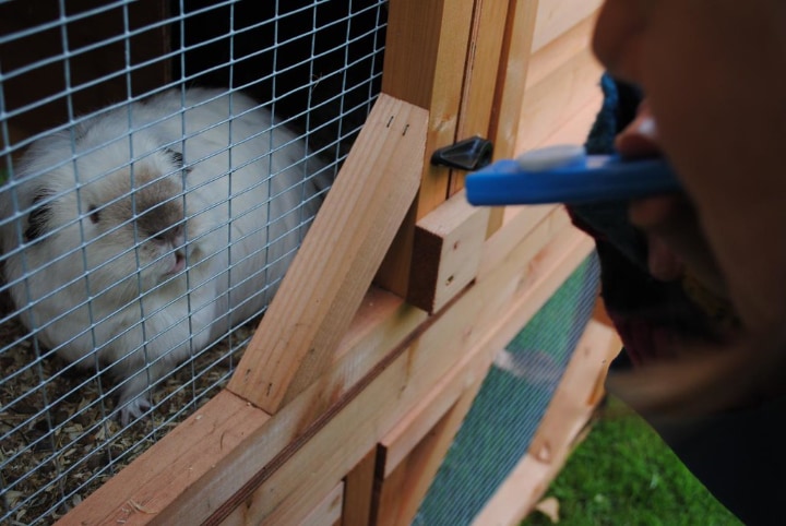 wooden outdoor rabbit cage