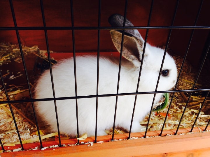 wooden rabbit cage with a white rabbit inside