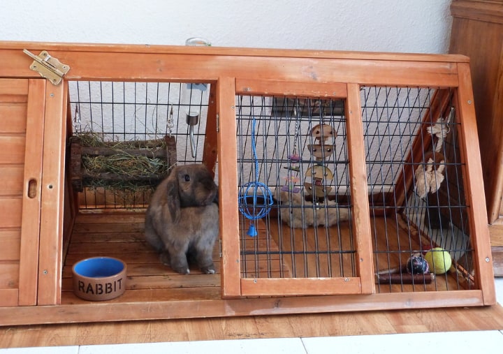 wooden rabbit cage