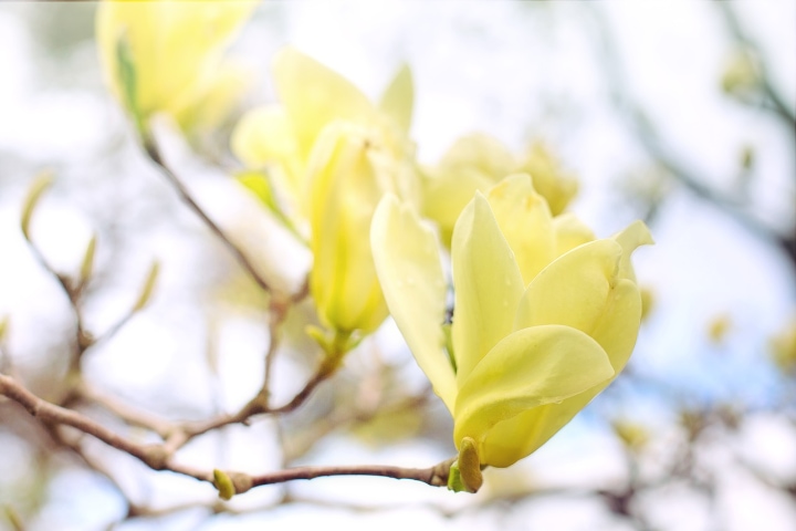 yellow butterfly magnolia tree