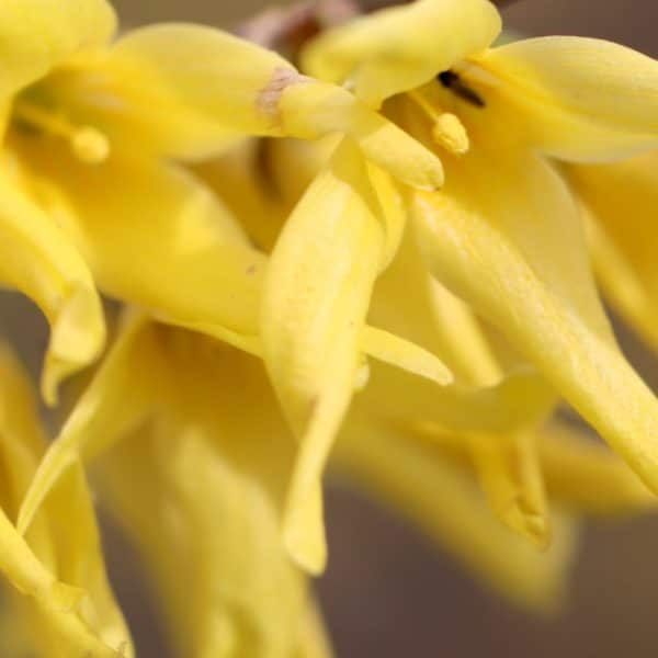 yellow forsythia flowers