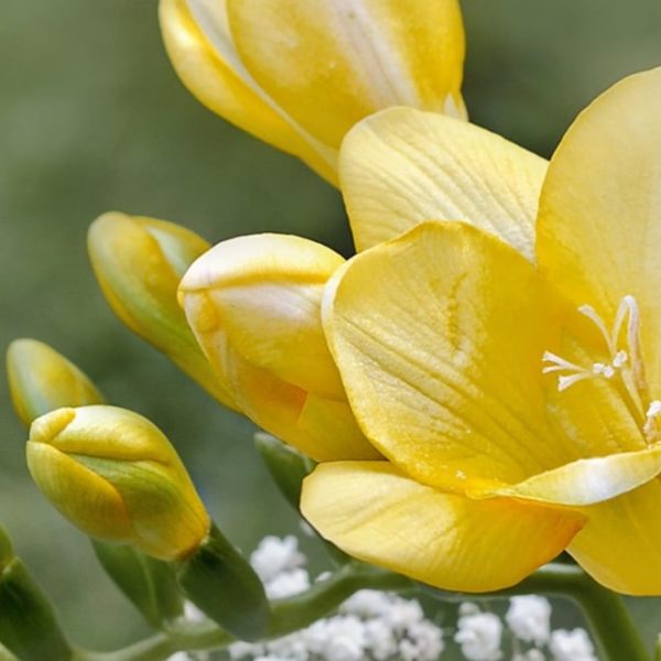 yellow freesia flower bloom