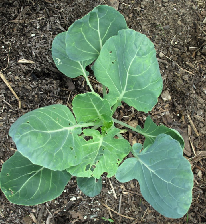 young brussel sprout plant