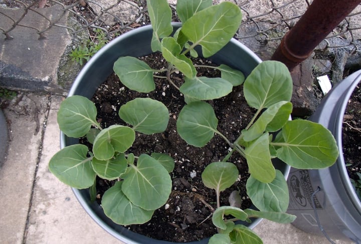 young brussel sprout plants in a container