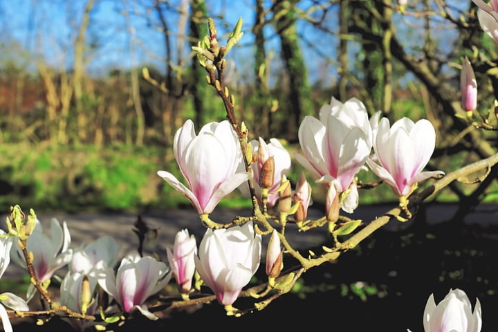 yulan magnolia tree