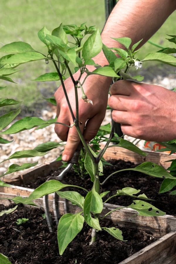 aerating the soil in pots