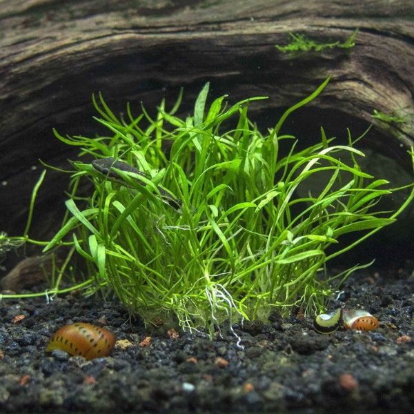 aquarium plants amazon