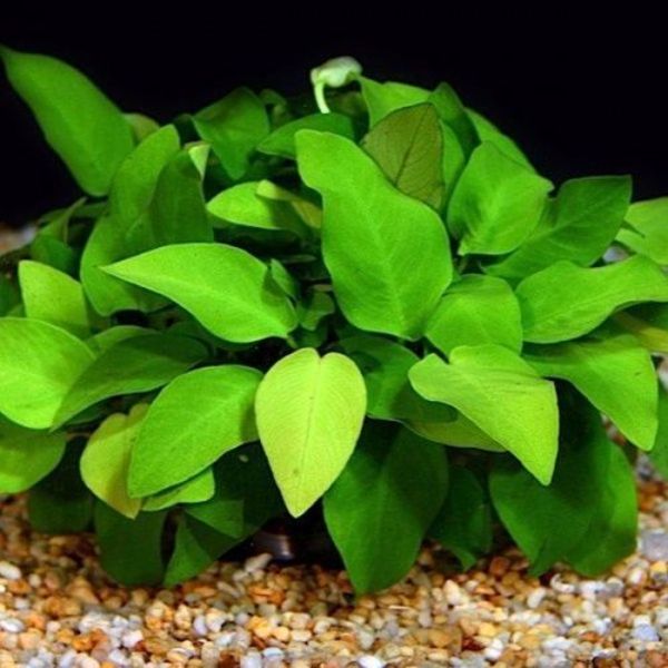 aquarium plants anubias