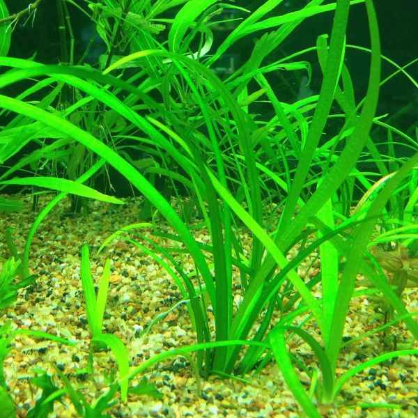 aquarium plants australia