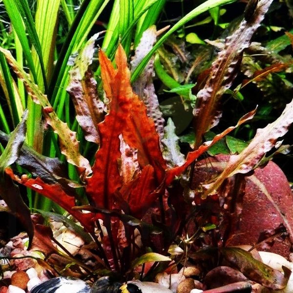 aquarium plants buy online