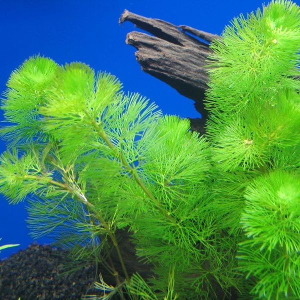aquarium plants buy