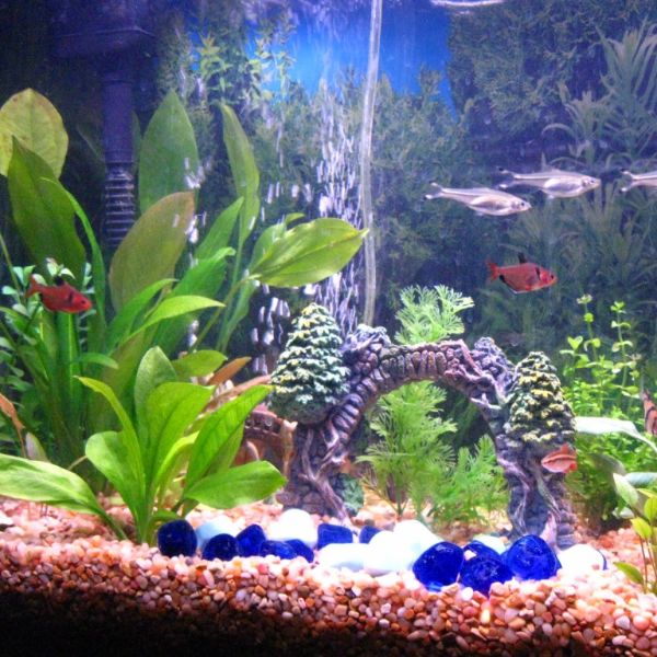 aquarium plants canada