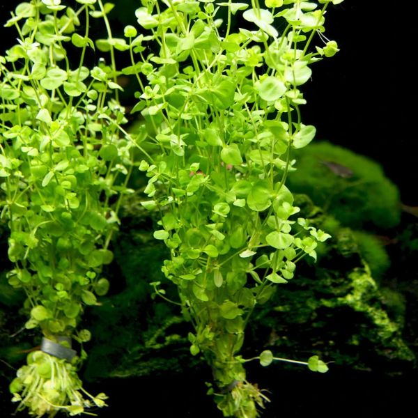 aquarium plants care for beginners