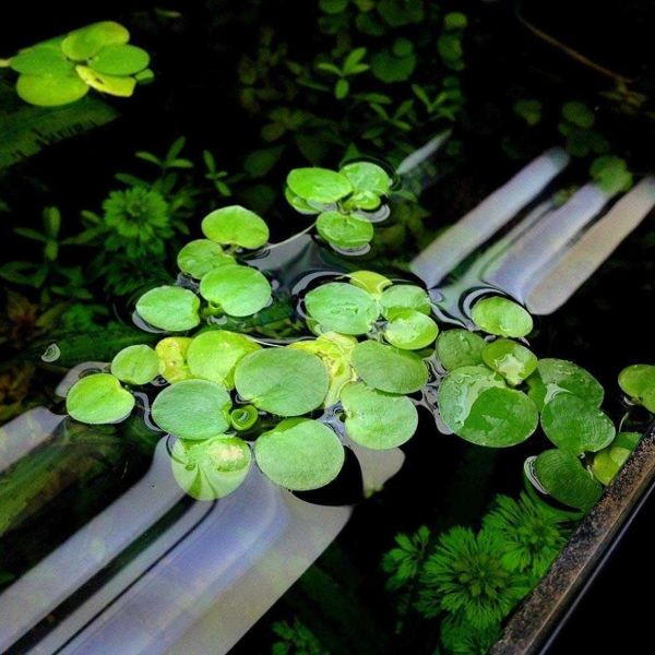 aquarium plants central