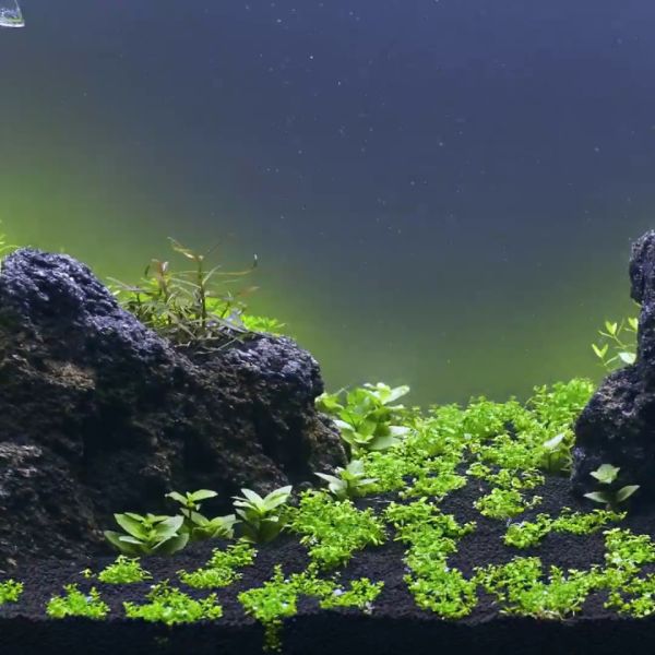 aquarium plants design
