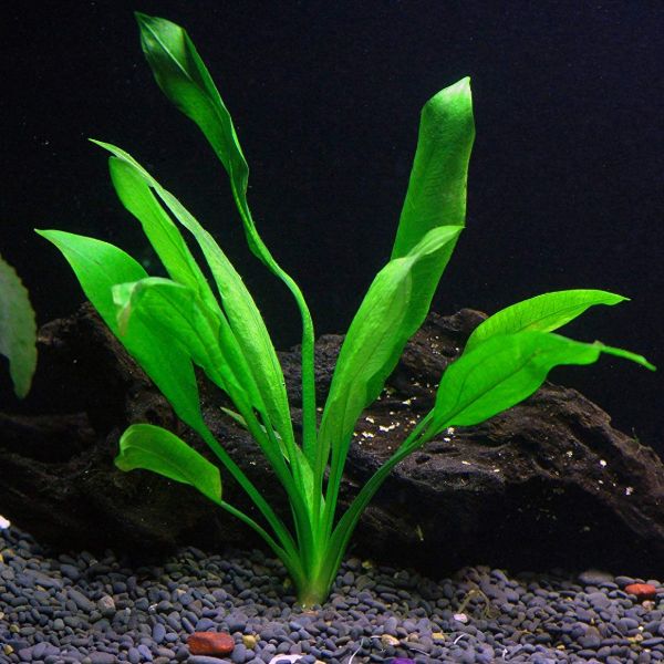 aquarium plants easy
