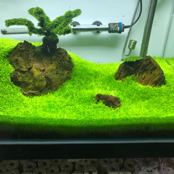 aquarium plants fertilizer