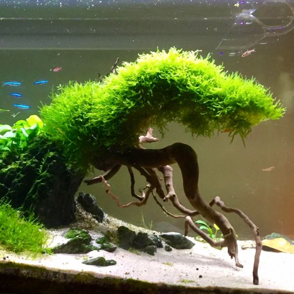 aquarium plants for bettas