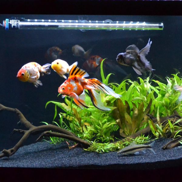 aquarium plants for goldfish
