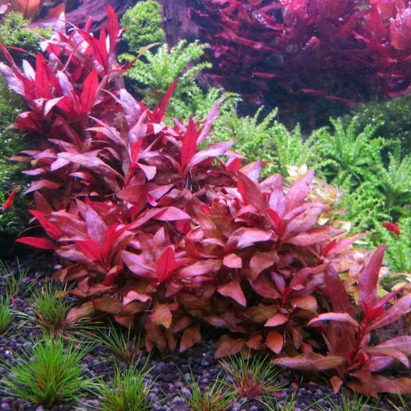 aquarium plants grass