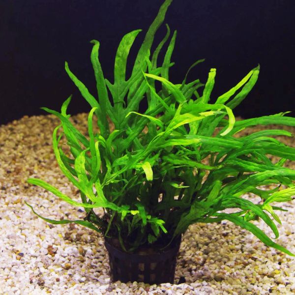 aquarium plants gravel