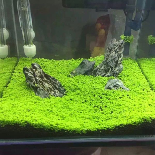 aquarium plants ground cover