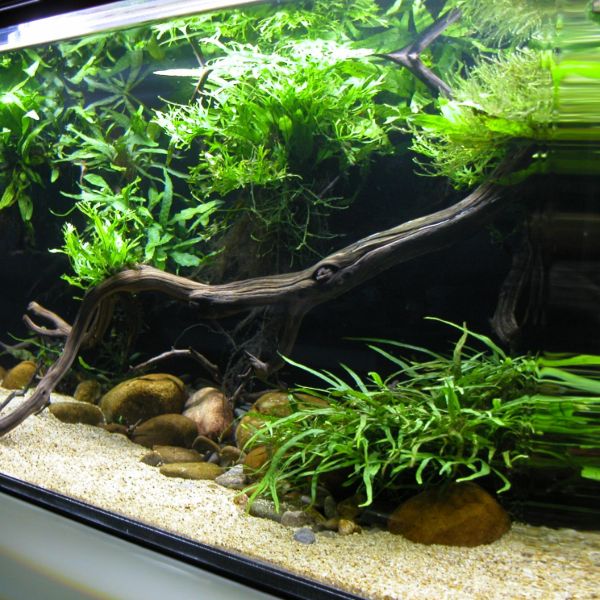 aquarium plants guide