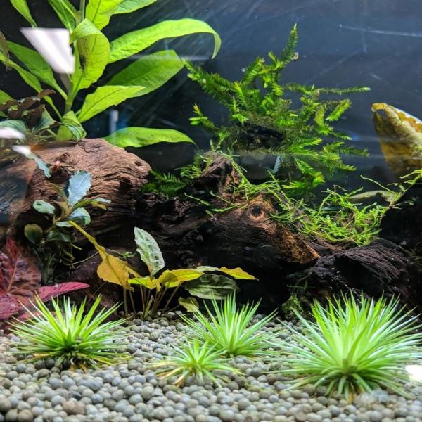 aquarium plants in gravel