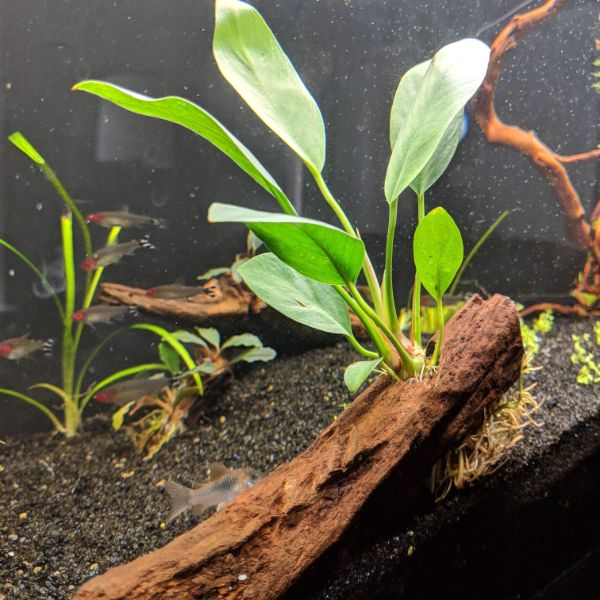 aquarium plants in pots