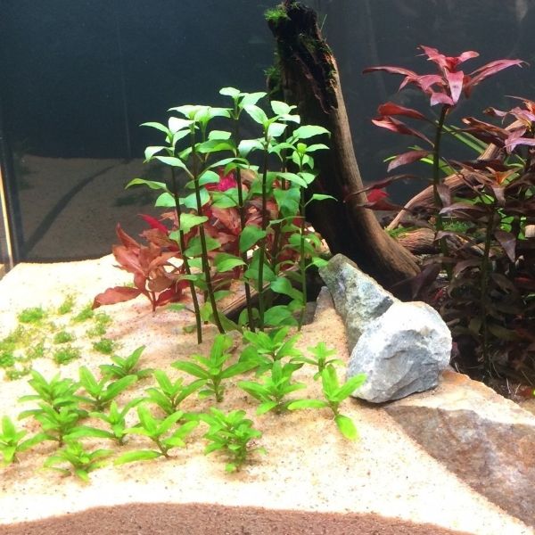 aquarium plants in sand