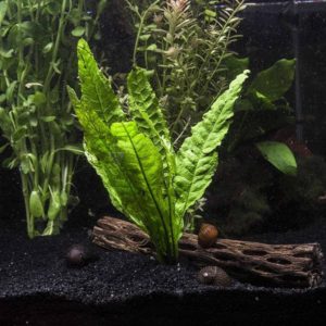 37 Best Aquarium Plants Ideas & How to Grow Aquarium Plants
