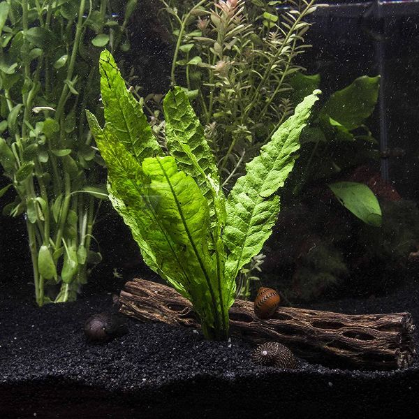 aquarium plants java fern
