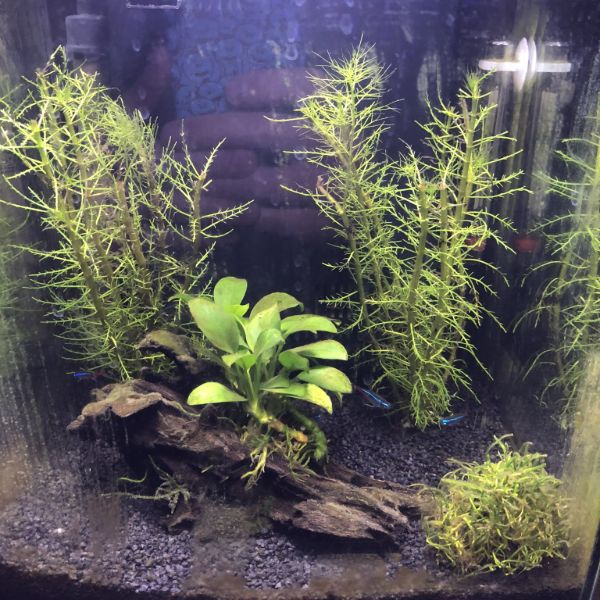 37 Best Aquarium Plants Ideas & How to Grow Aquarium Plants